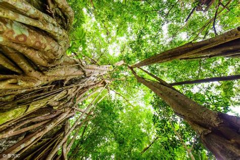 樹根長進家裡|想讓大樹的根系徹底停止生長？有這幾種方法供你參考。